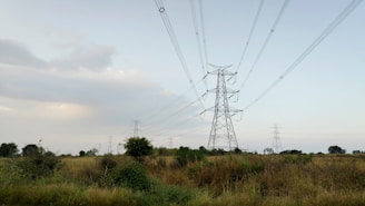 A vast landscape with tall electricity pylons extending into the distance. The scene is dominated by grassy fields with some bushes and trees scattered throughout. High voltage power lines stretch across the sky under a pale, overcast backdrop.