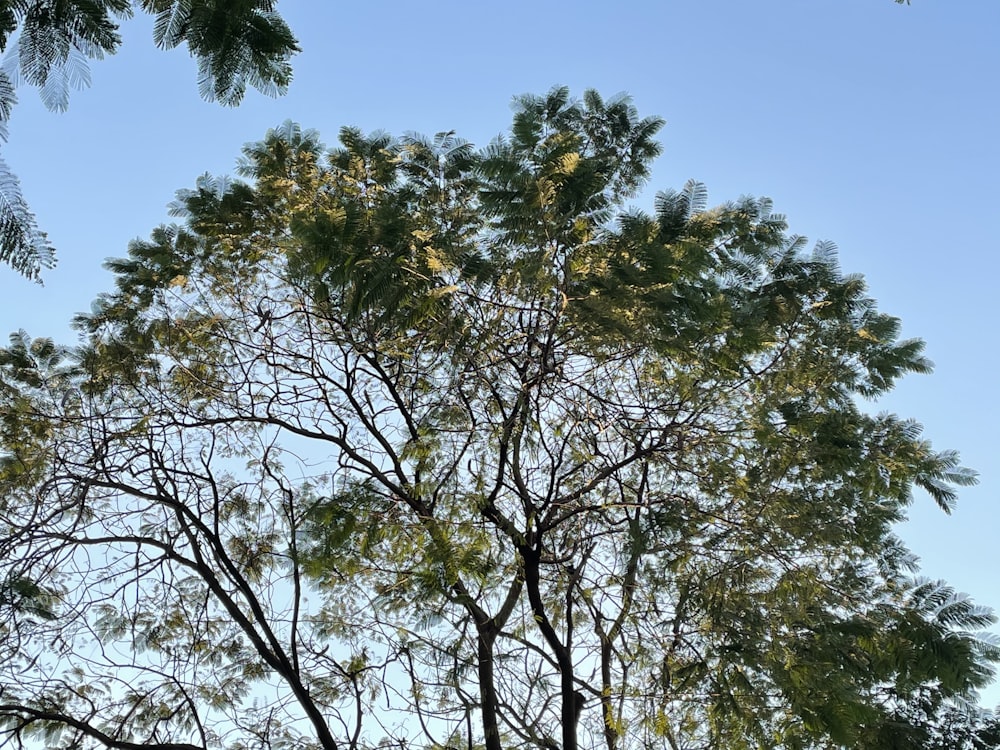 arbre vert sous le ciel bleu pendant la journée