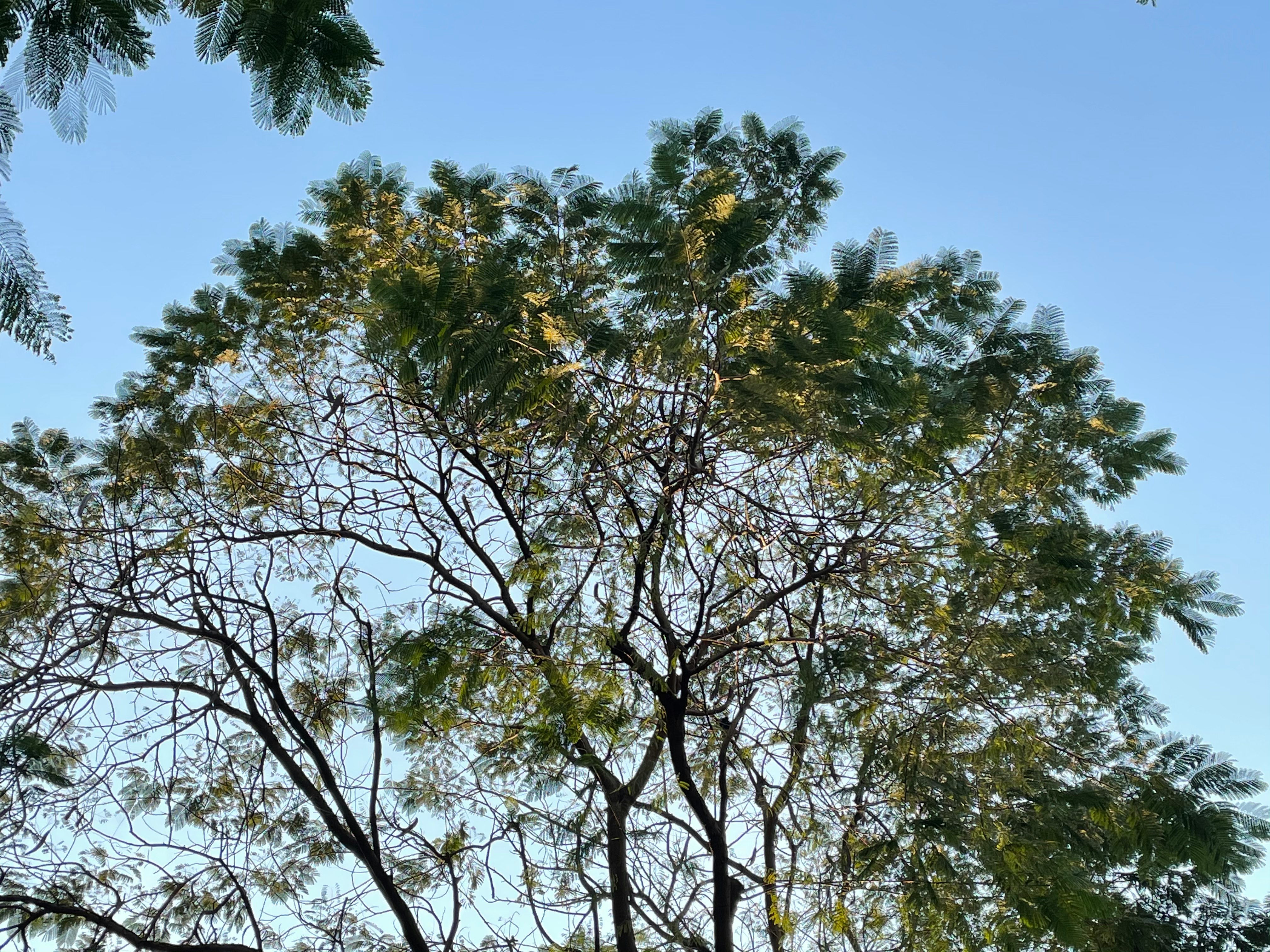 Tree & Sky