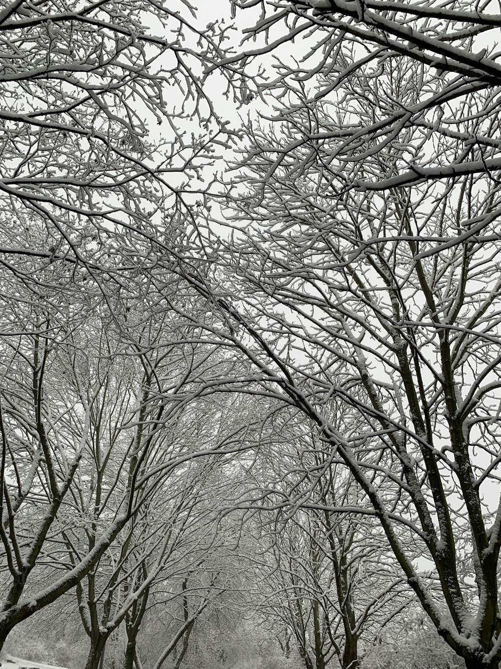 bare trees under white sky during daytime