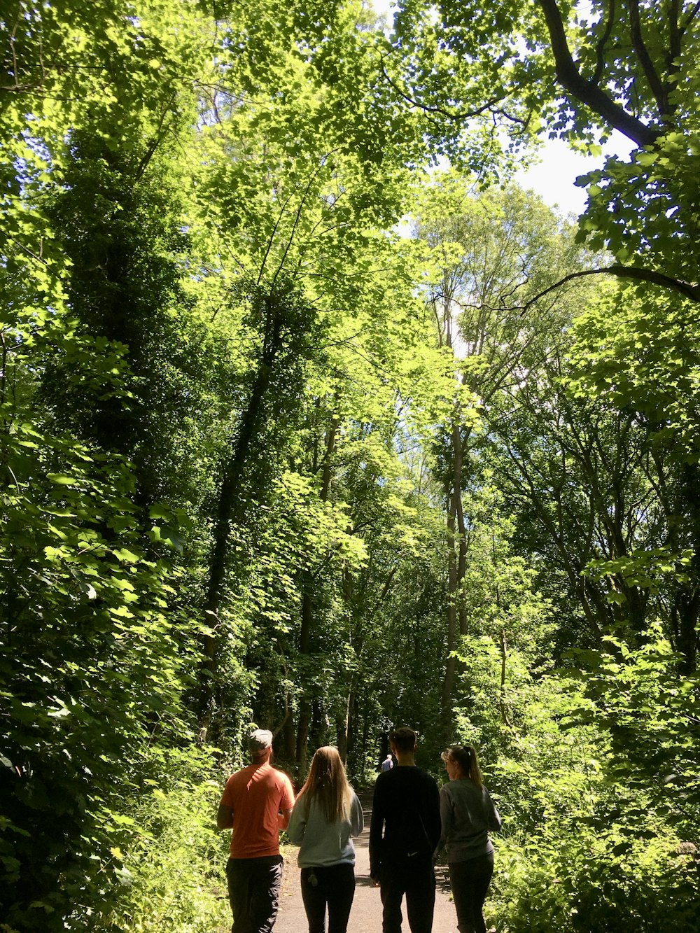people walking on forest during daytime