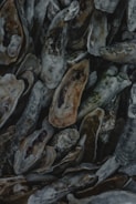 A close-up view of a pile of oyster shells, exhibiting a variety of textures with rough and layered surfaces. The shells have a natural color palette, predominantly displaying shades of gray, white, and brown, with hints of green due to algae or wear.