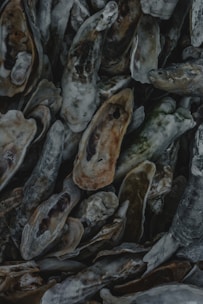 A close-up view of a pile of oyster shells, exhibiting a variety of textures with rough and layered surfaces. The shells have a natural color palette, predominantly displaying shades of gray, white, and brown, with hints of green due to algae or wear.