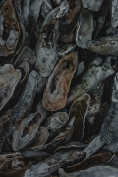 A close-up view of a pile of oyster shells, exhibiting a variety of textures with rough and layered surfaces. The shells have a natural color palette, predominantly displaying shades of gray, white, and brown, with hints of green due to algae or wear.