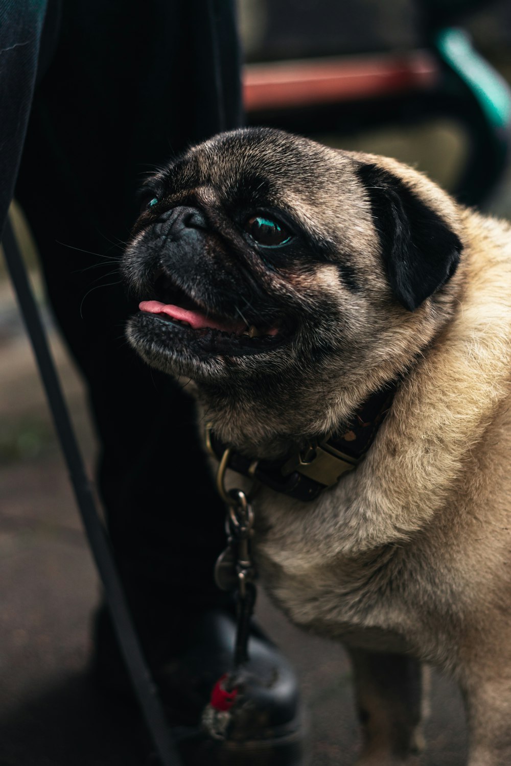 fawn pug with black leash