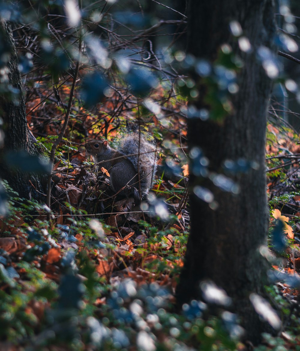 scoiattolo marrone sul ramo dell'albero durante il giorno