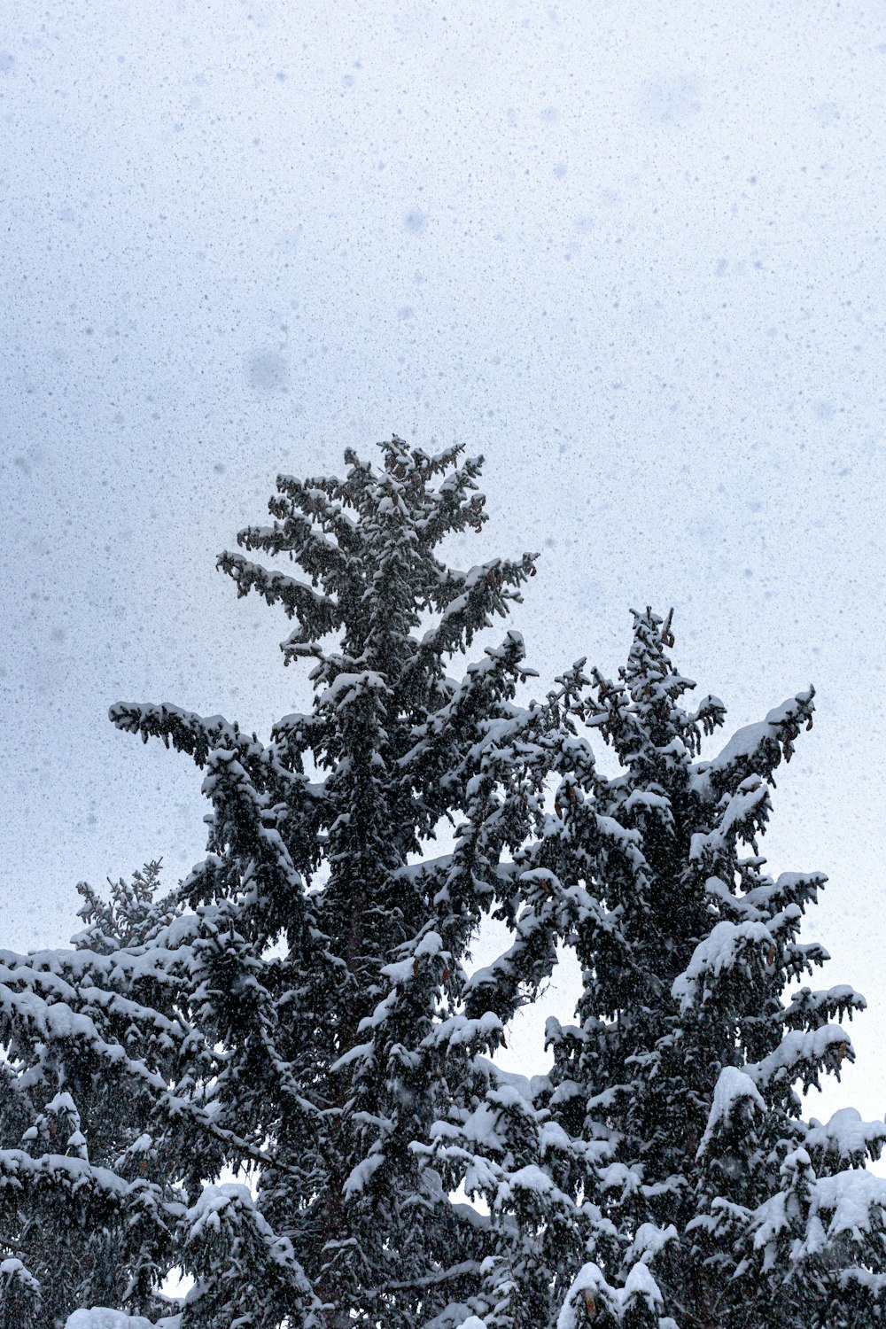 snow covered pine tree during daytime