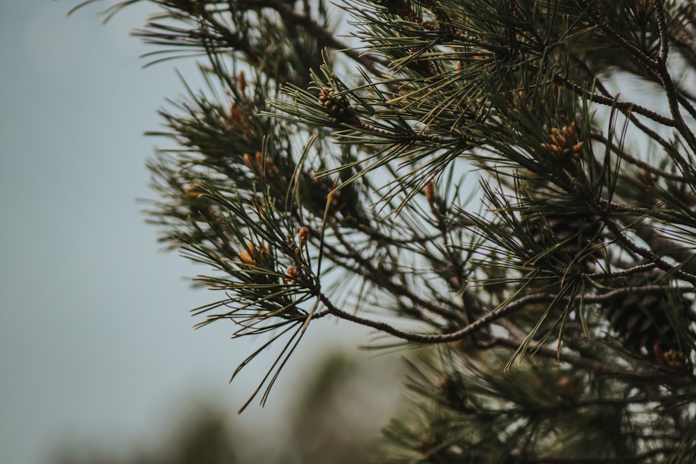 green pine tree with snow