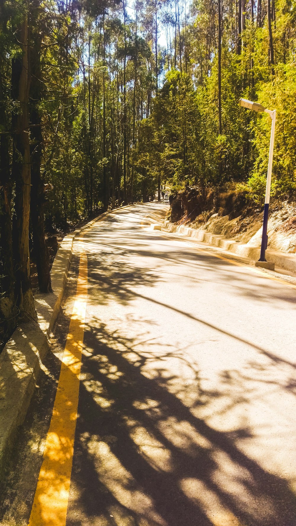 gray concrete road between green trees during daytime