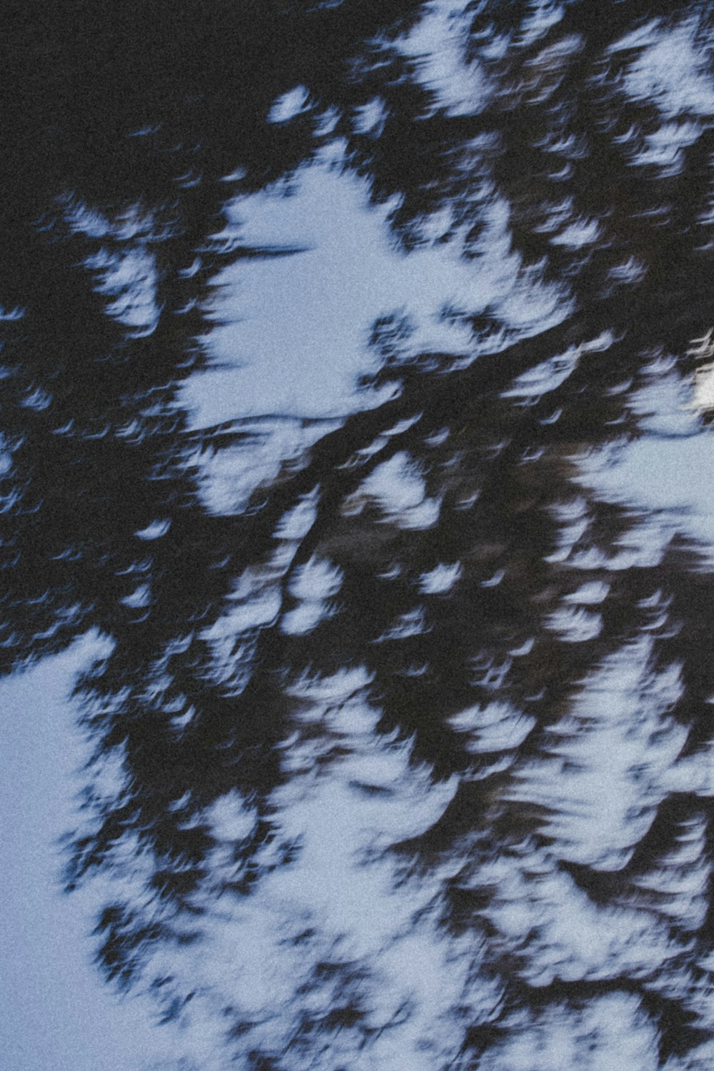 green and black trees under blue sky during daytime