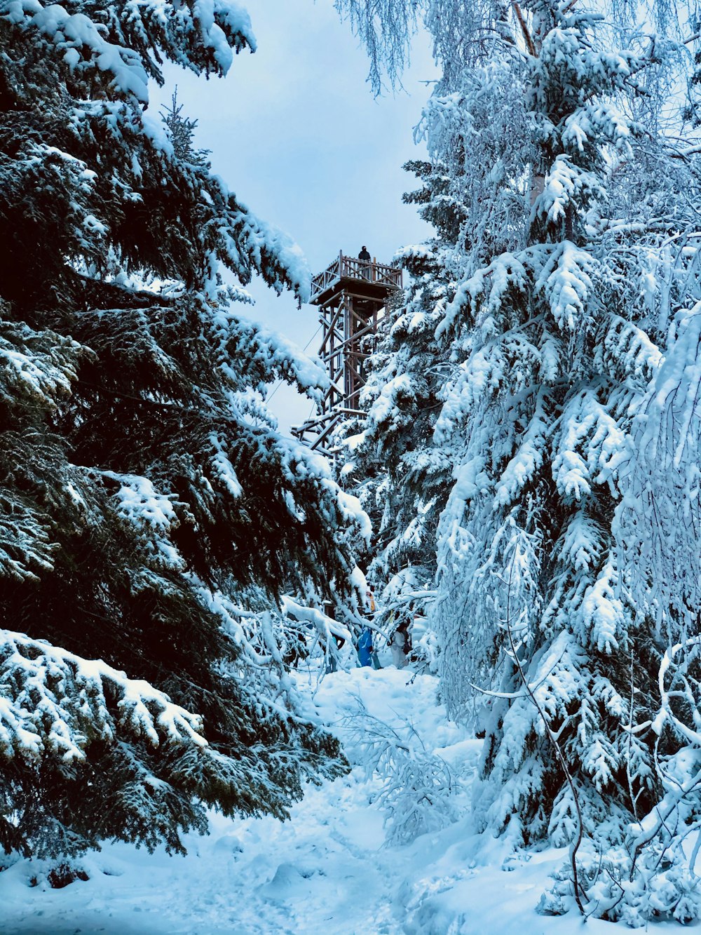 snow covered trees and house