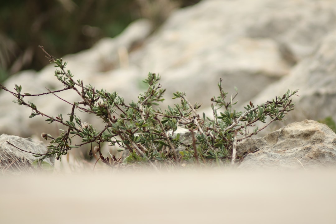 green plant on brown rock