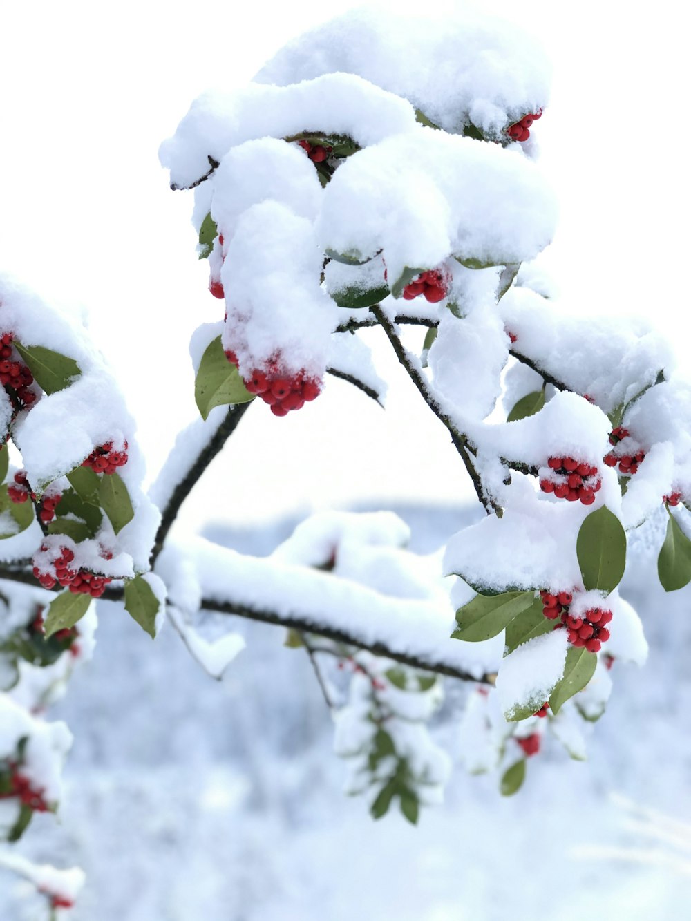 white and red cherry blossom tree