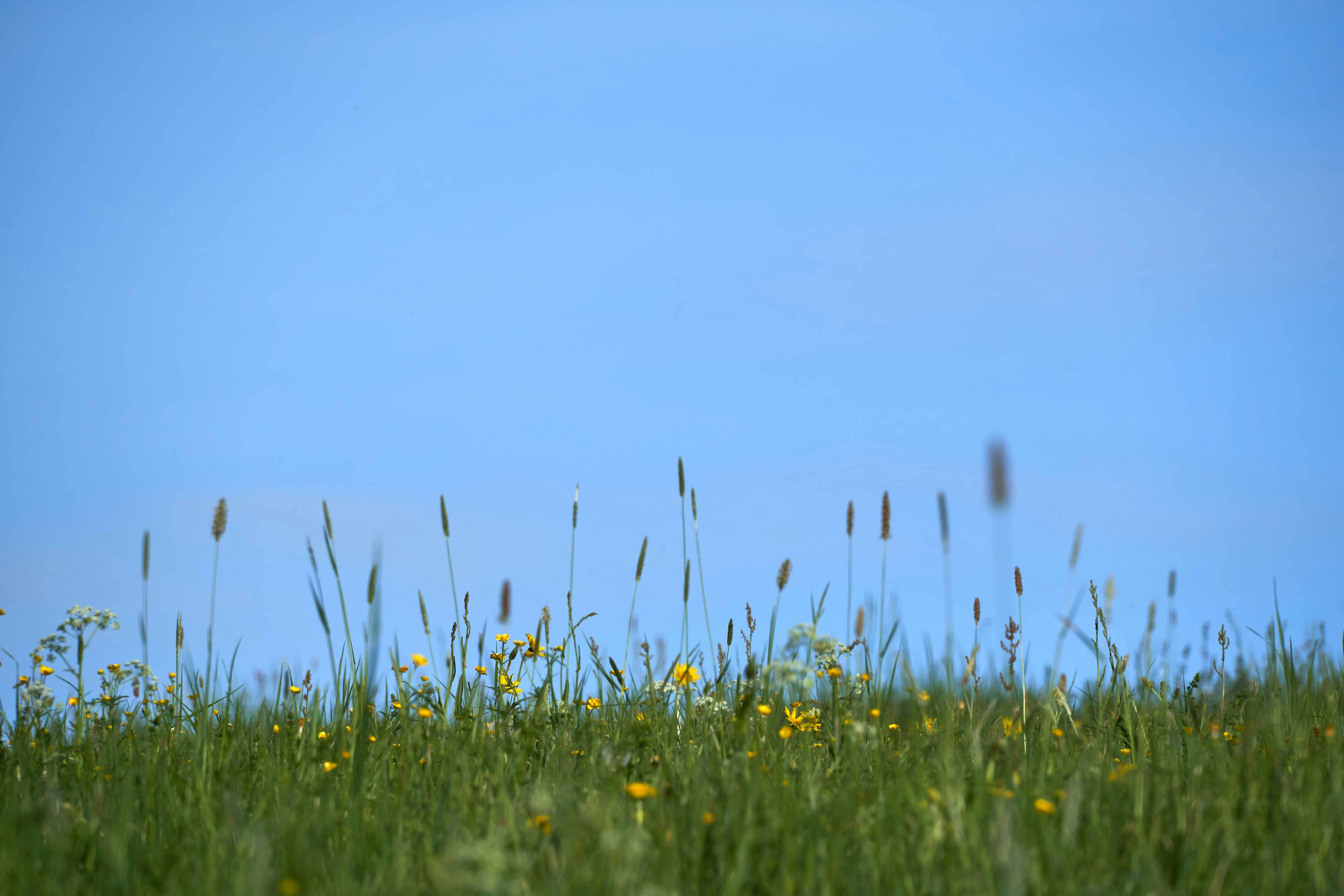 Photo by wolfgang_hasselmann