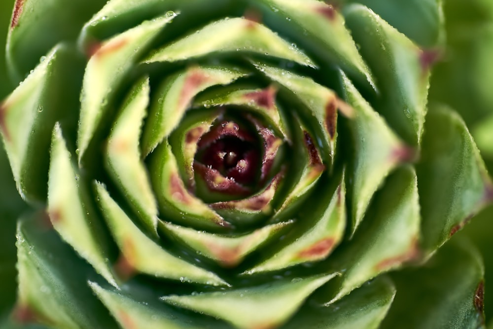 Plante succulente verte en photographie rapprochée