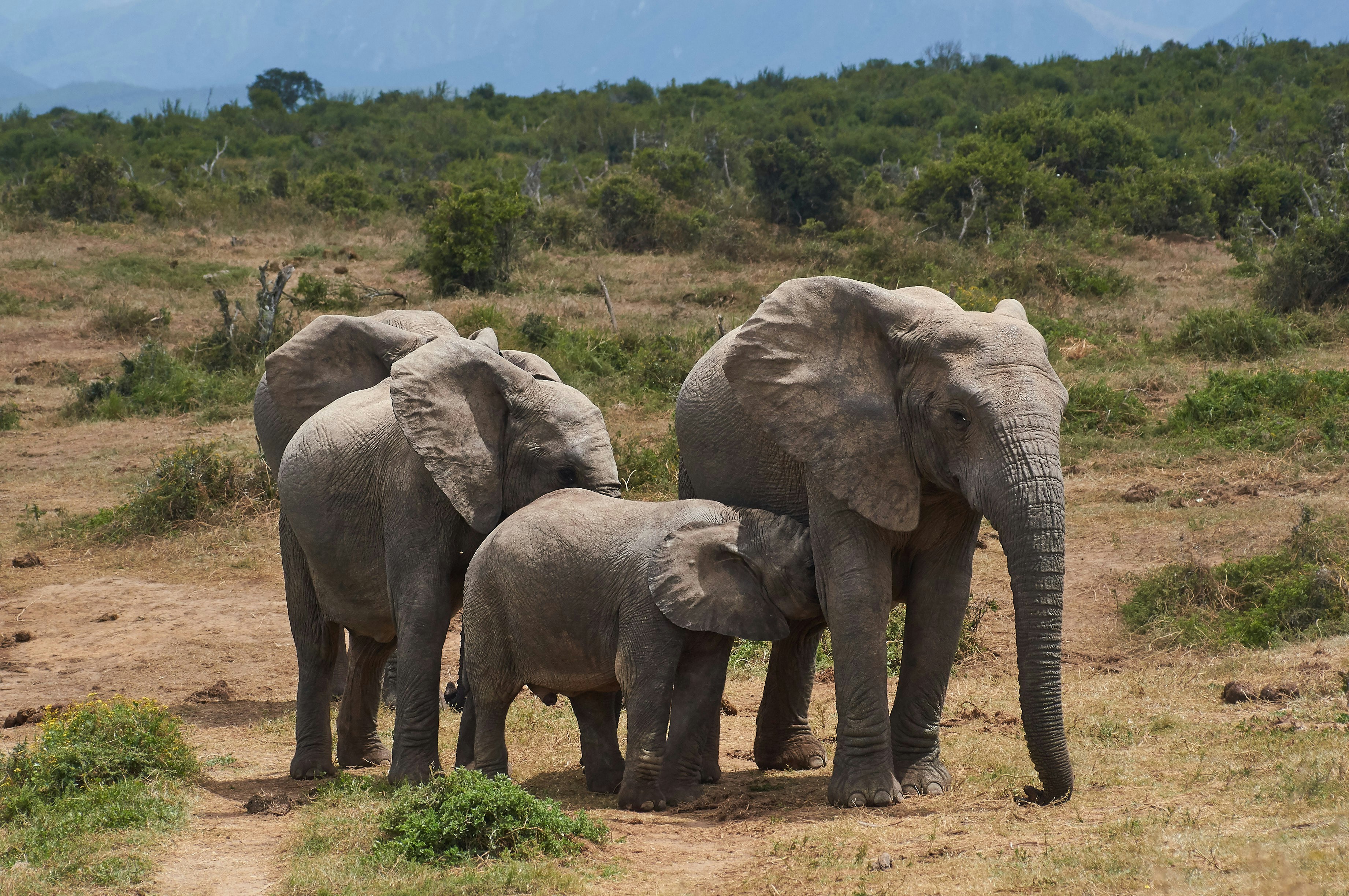 Photo by wolfgang_hasselmann