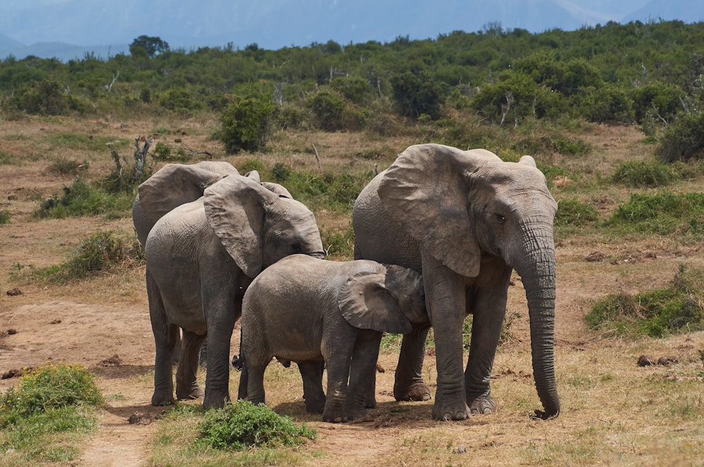 three elephants walking on green grass field during daytime