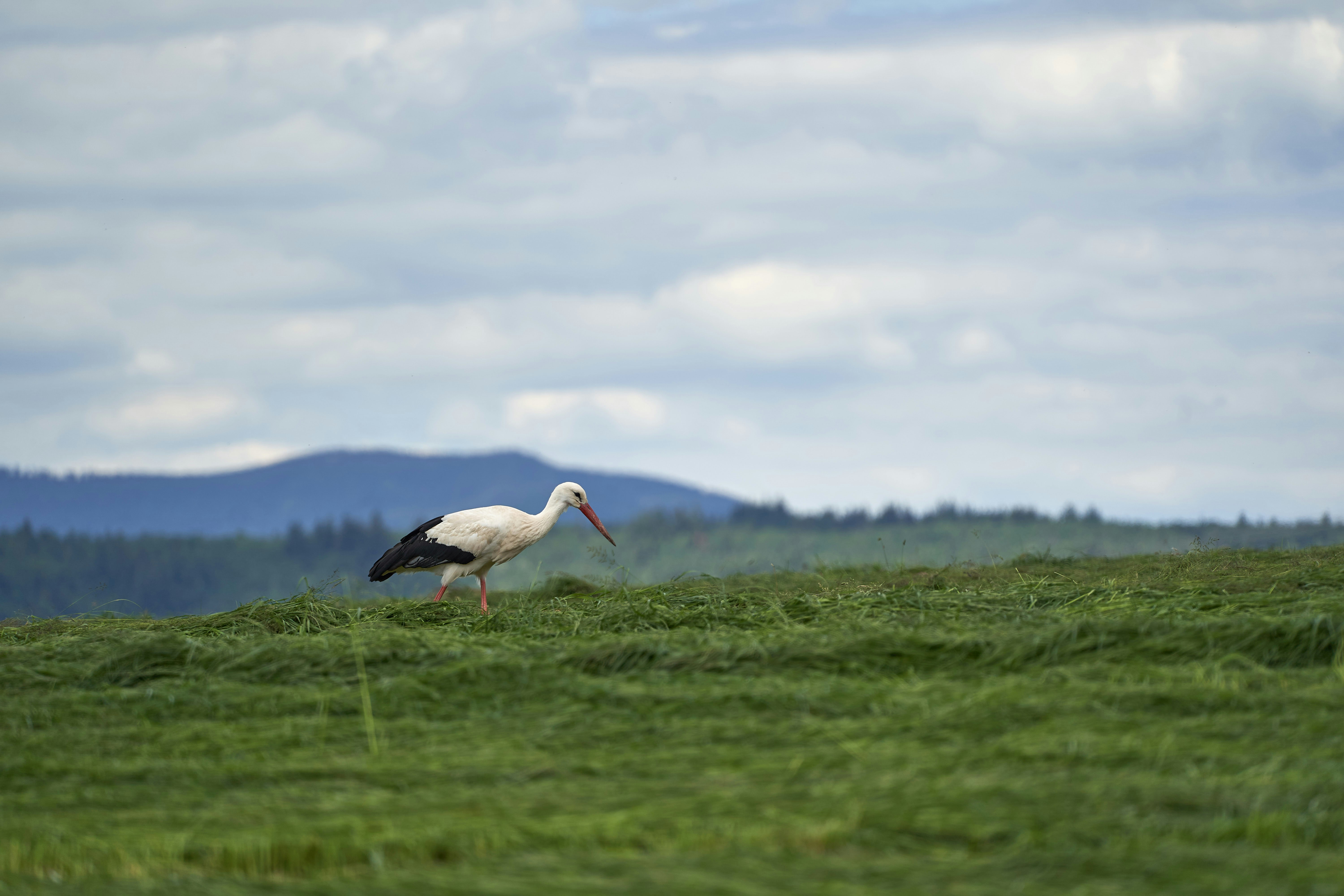 Photo by wolfgang_hasselmann