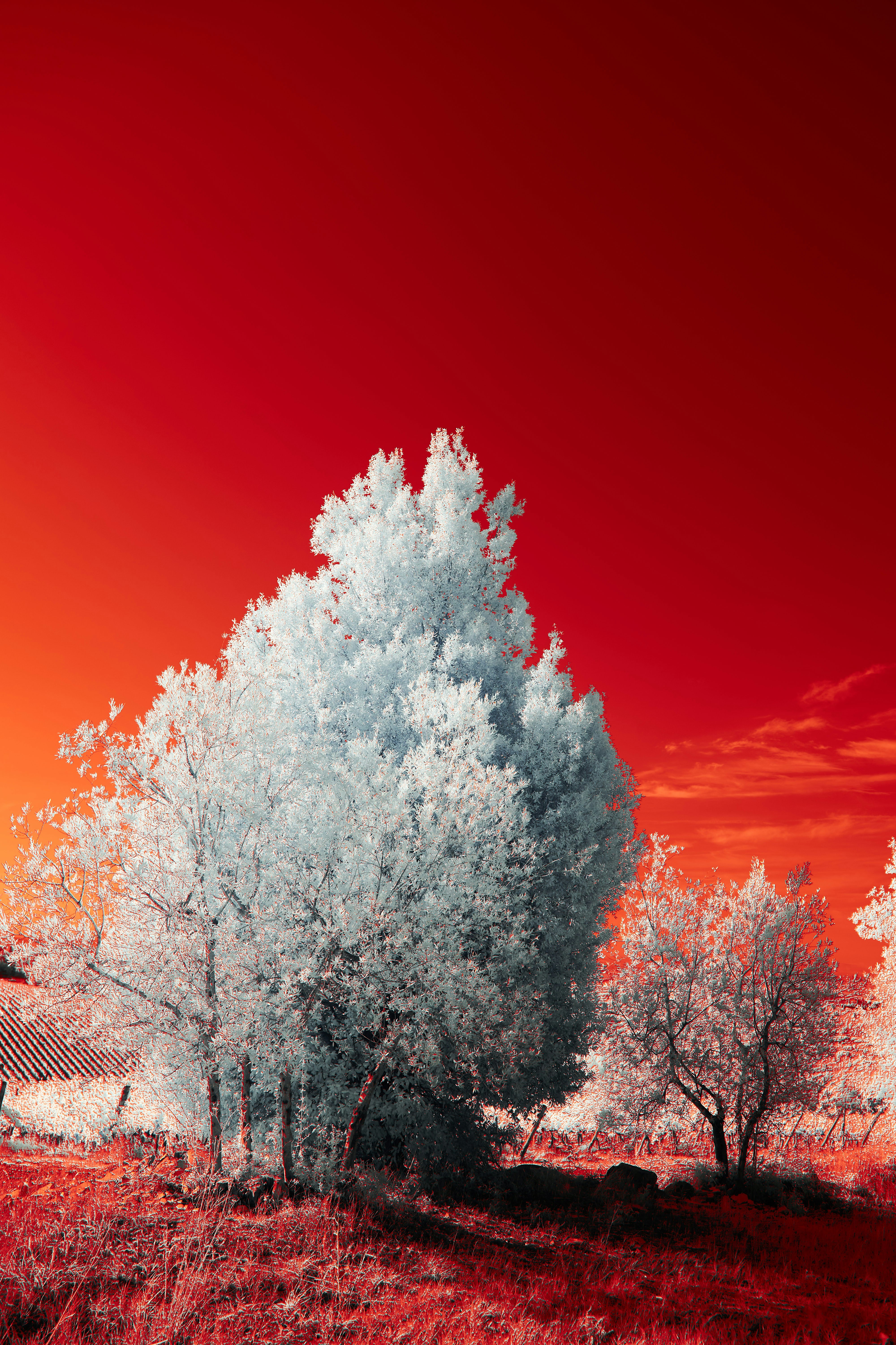 Photo by wolfgang_hasselmann