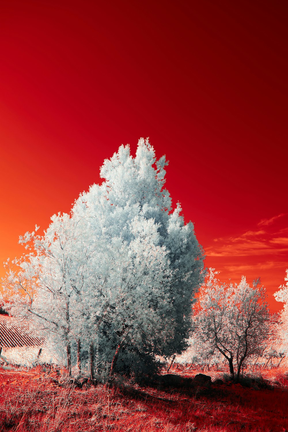 Weiße Bäume unter blauem Himmel tagsüber