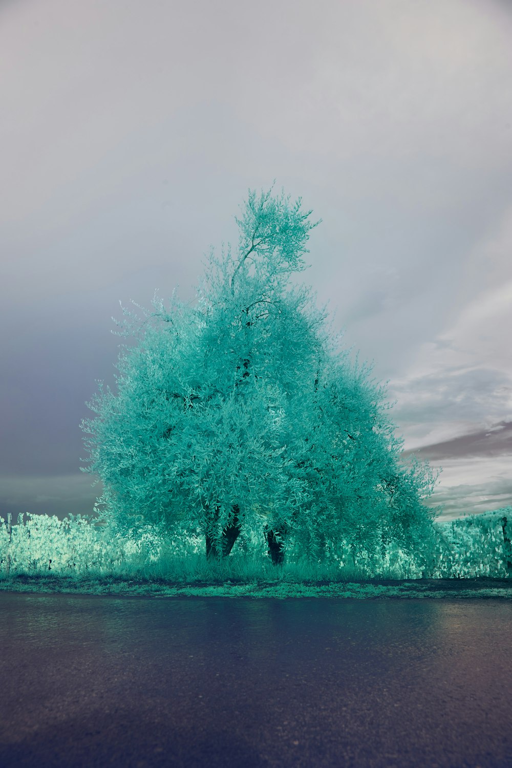 green tree near body of water