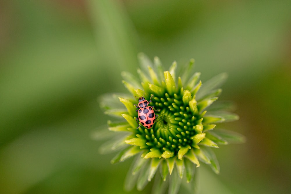 Coccinella verde e nera sul fiore verde