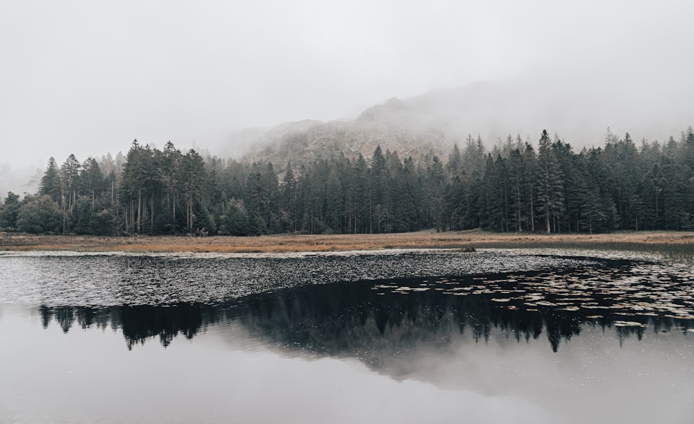 Lago circondato da alberi sotto cielo bianco durante il giorno