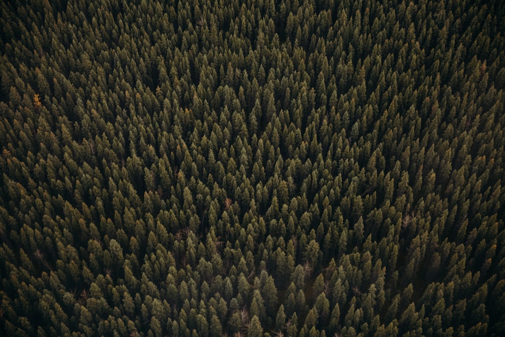 green and brown pine trees