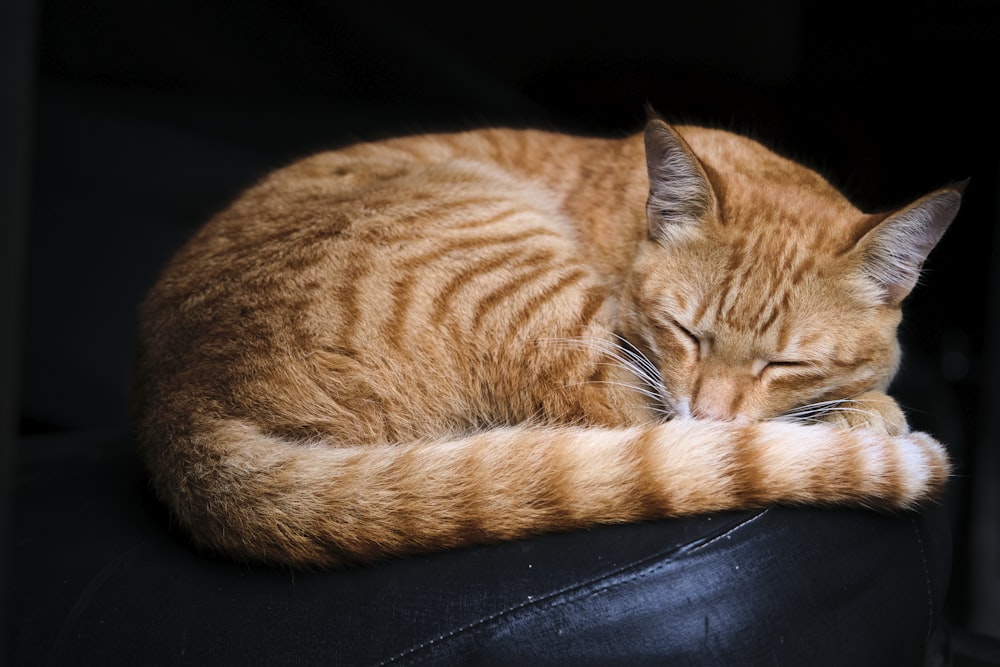orange tabby cat lying on black leather textile
