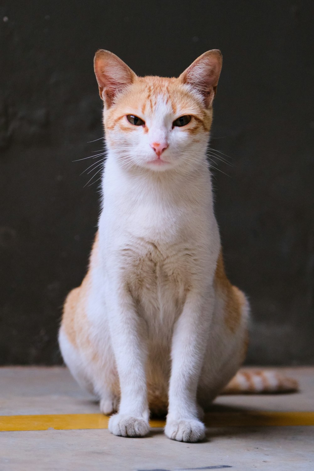 gato de pelo corto naranja y blanco