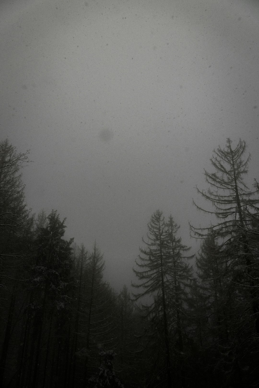 green pine trees under white sky during daytime