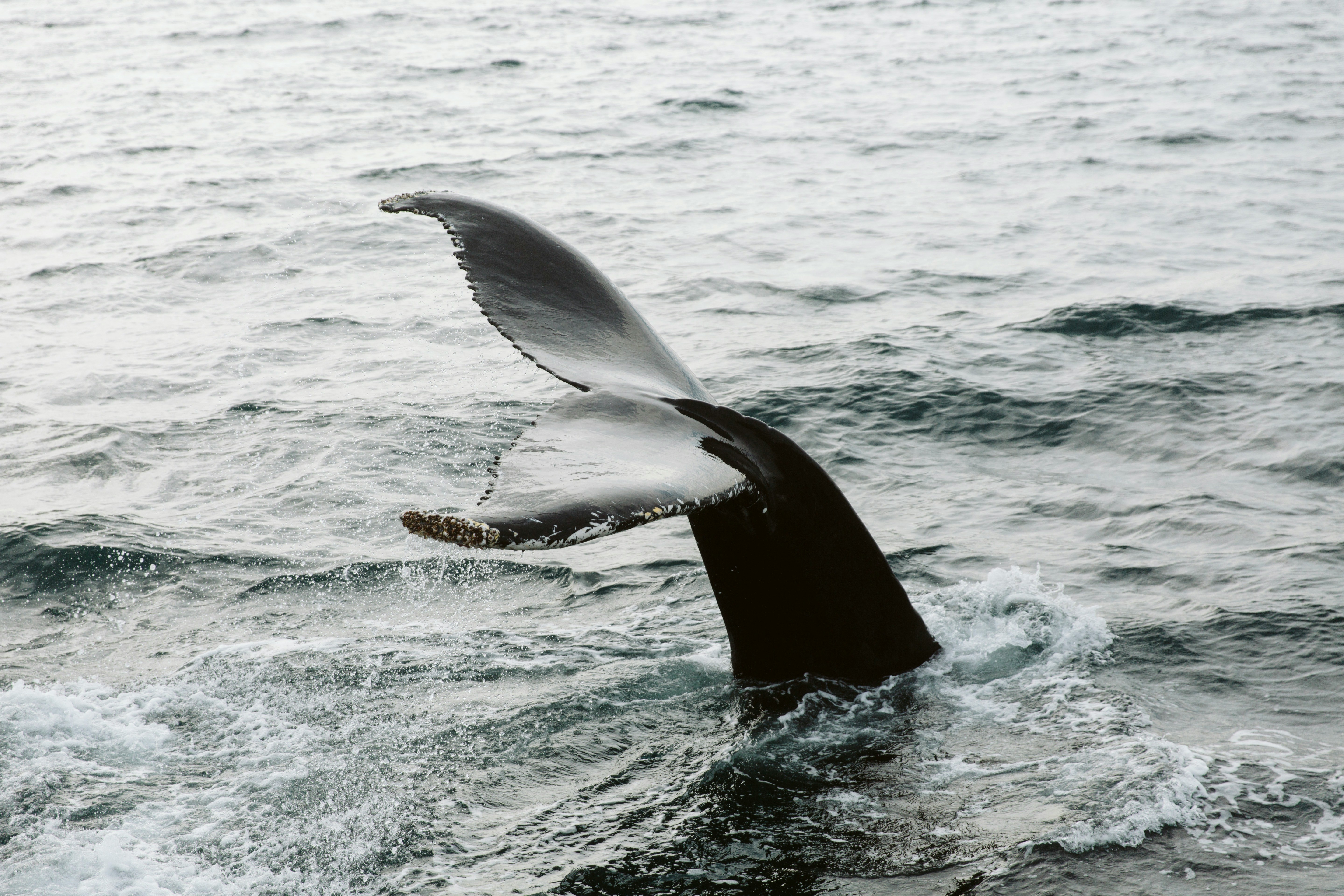 black whale on body of water during daytime