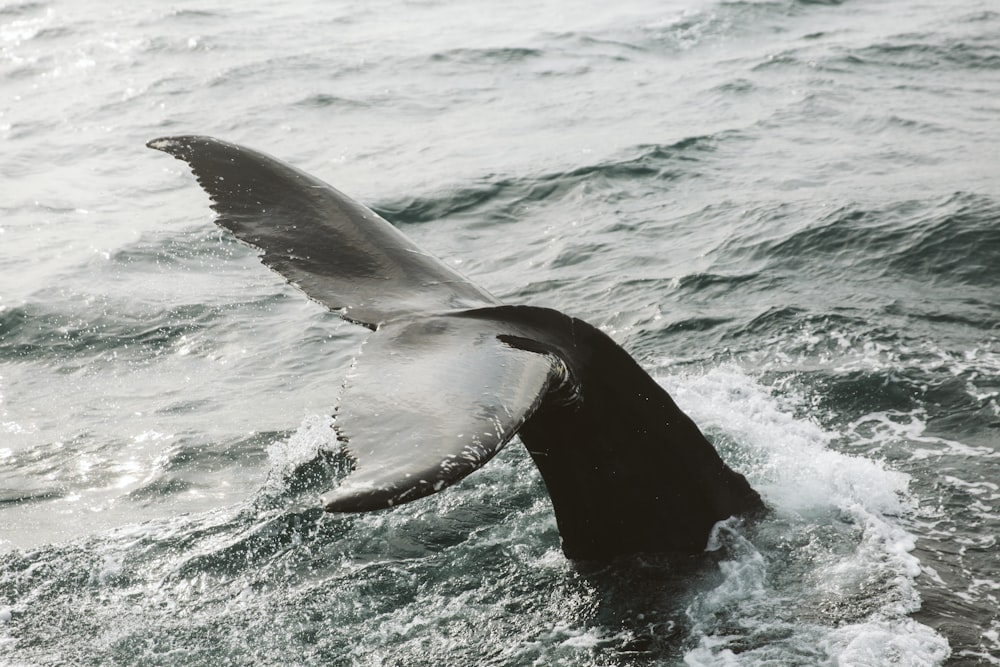 black whale on body of water during daytime