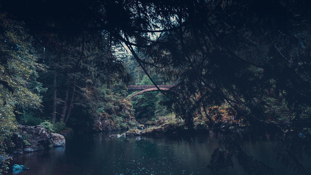 green trees beside river during daytime