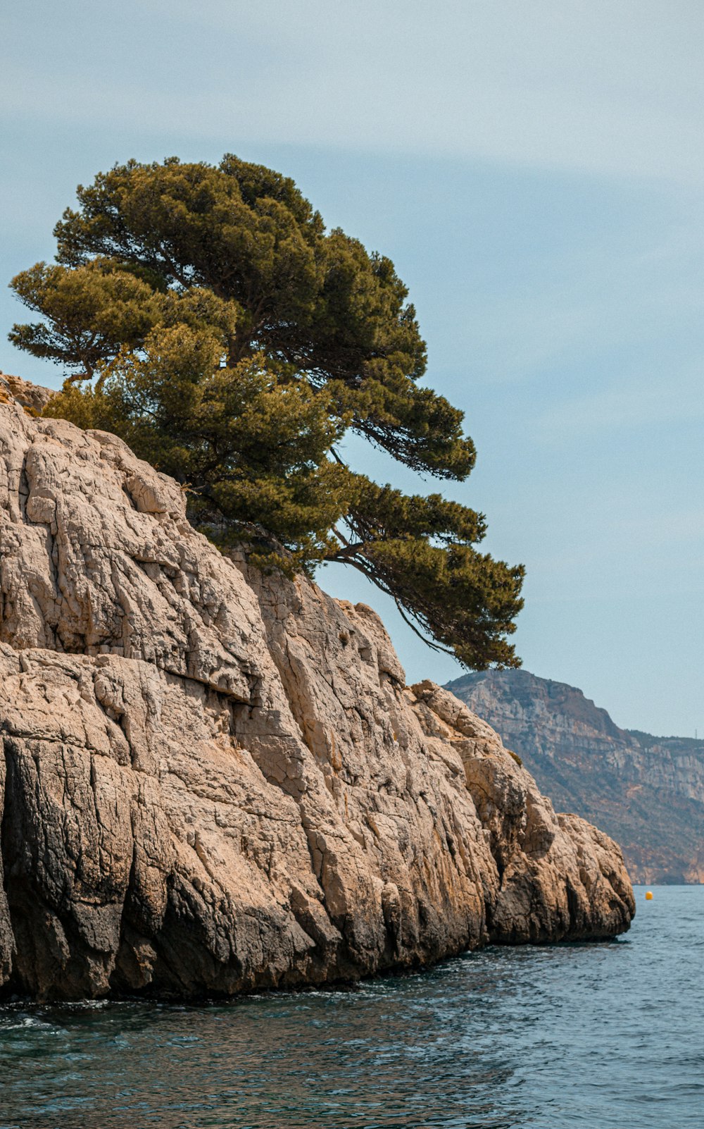 green tree on brown rock formation during daytime