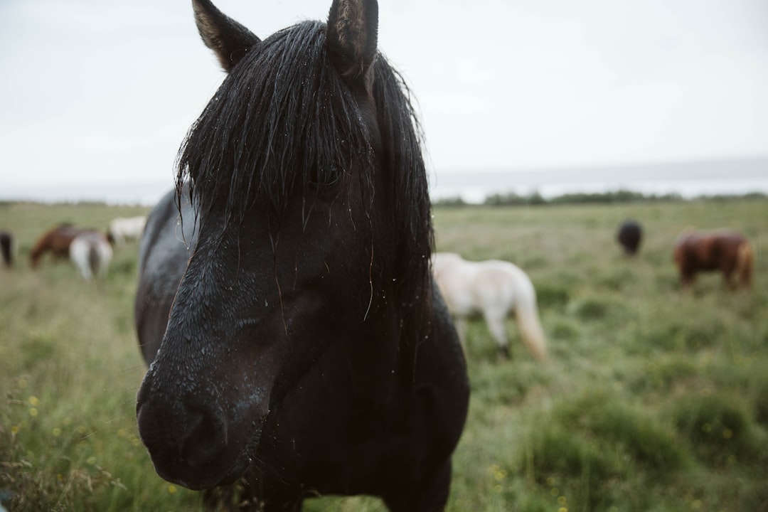 black horse on green grass field during daytime