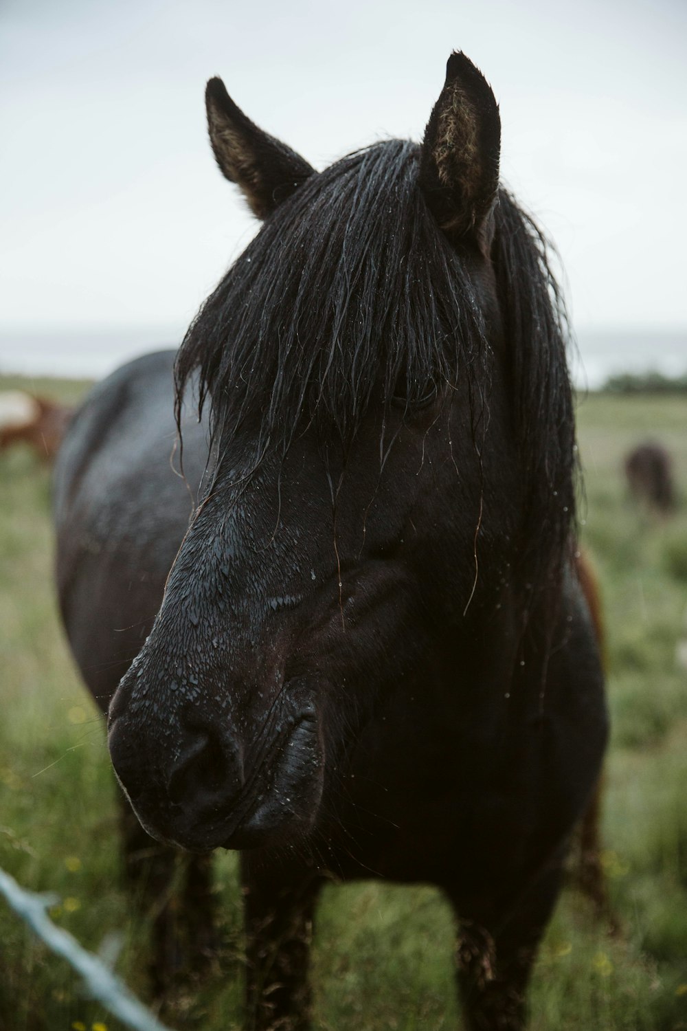 black horse on green grass field during daytime