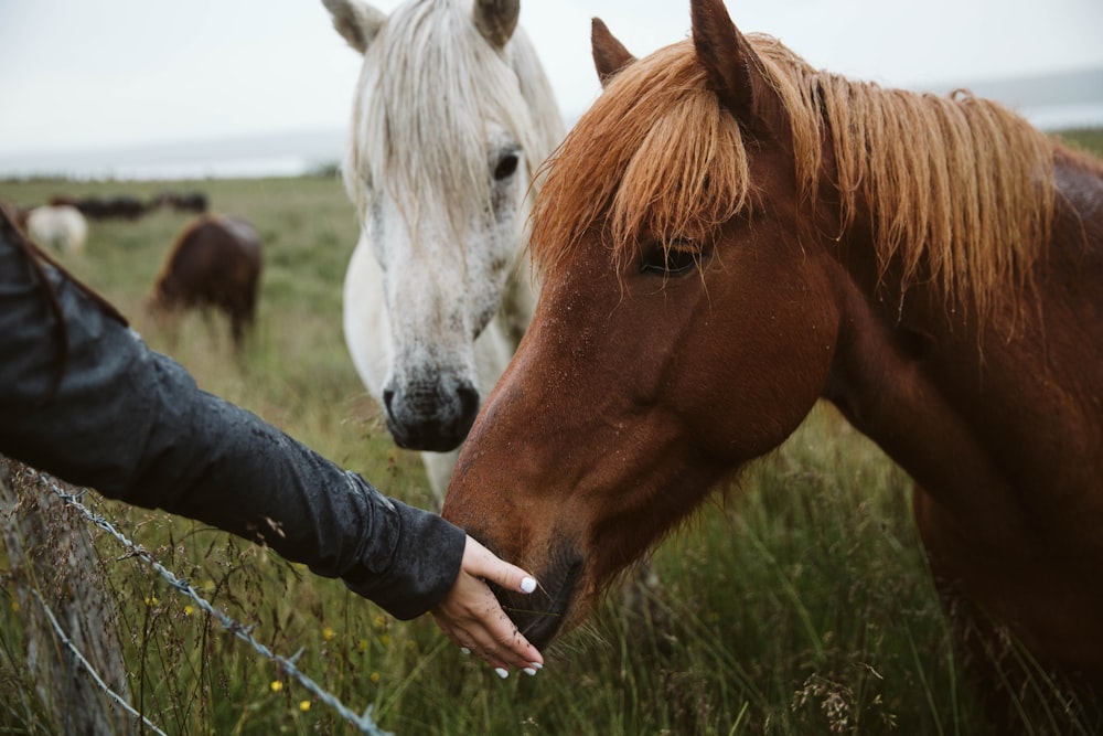 personne tenant un cheval blanc et brun