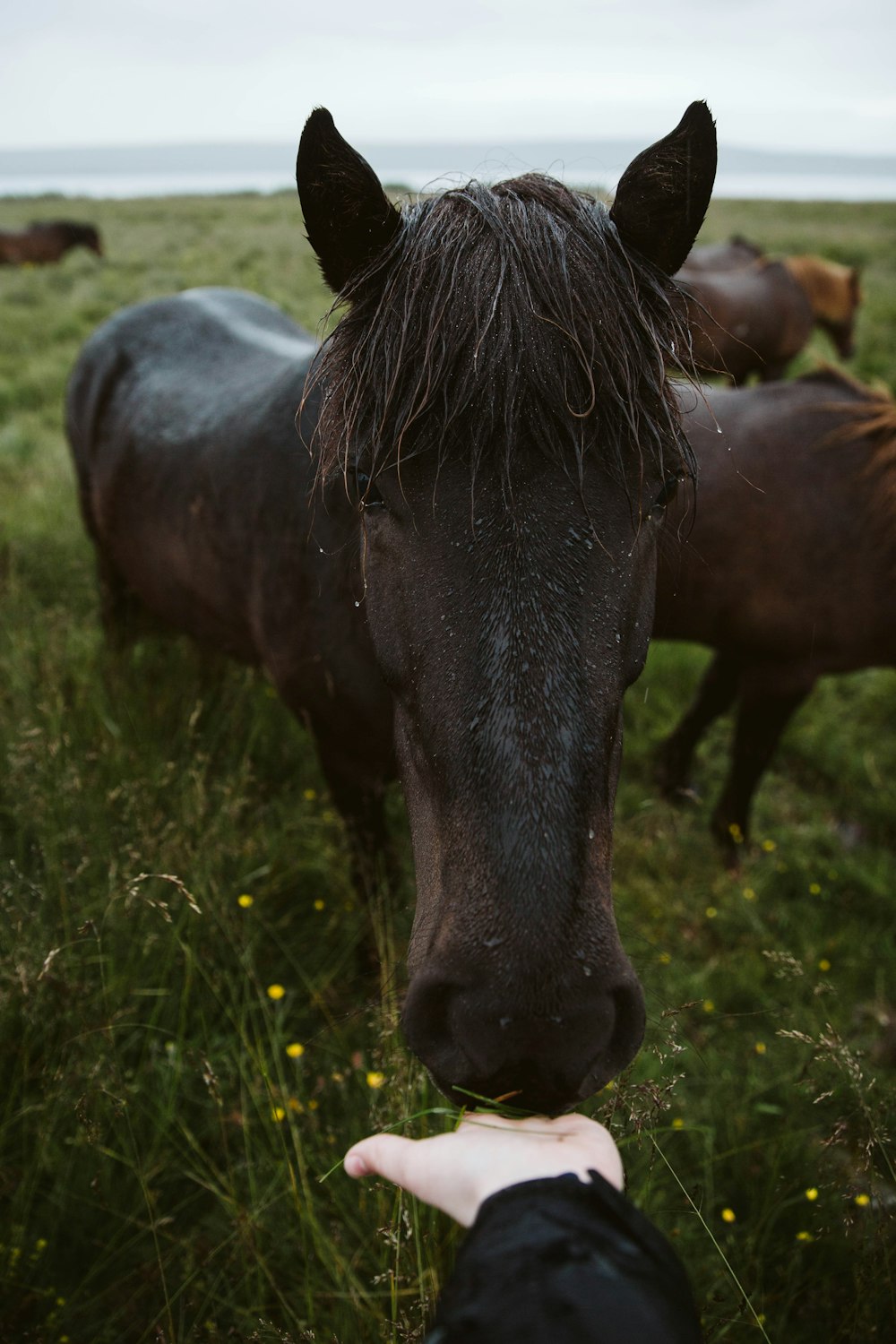 black horse eating grass during daytime