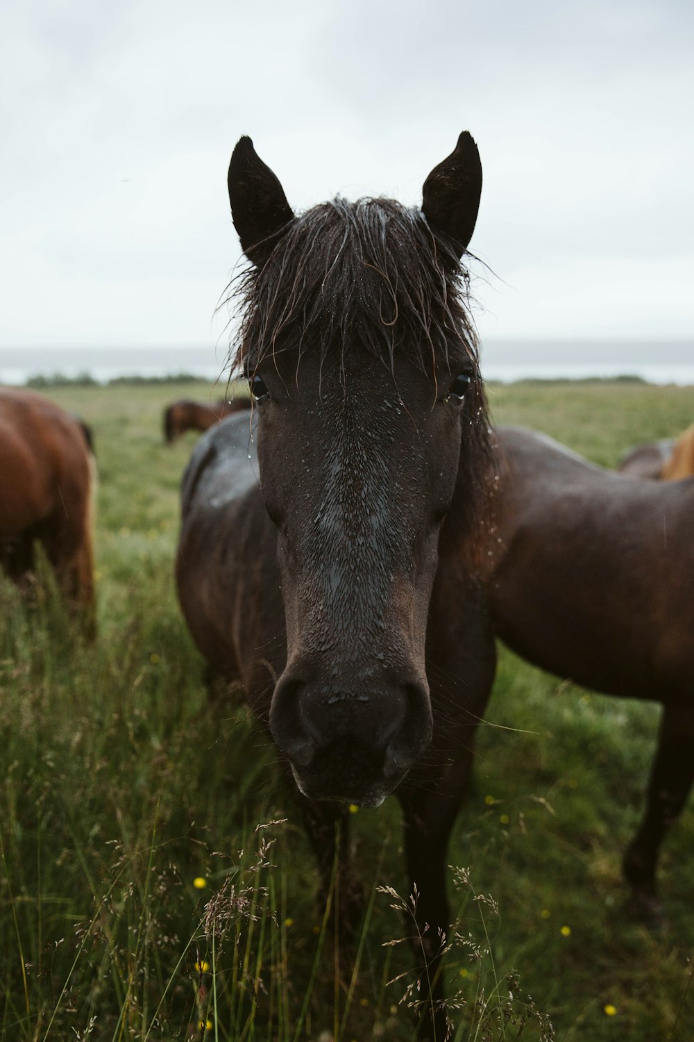 brown horse eating grass during daytime