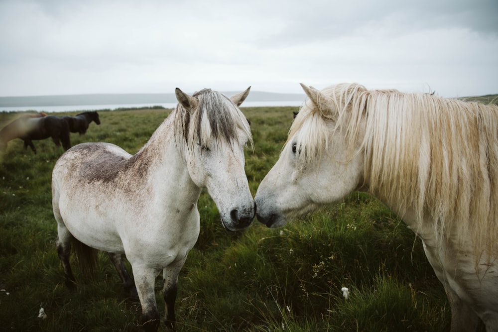 white horse on green grass field during daytime