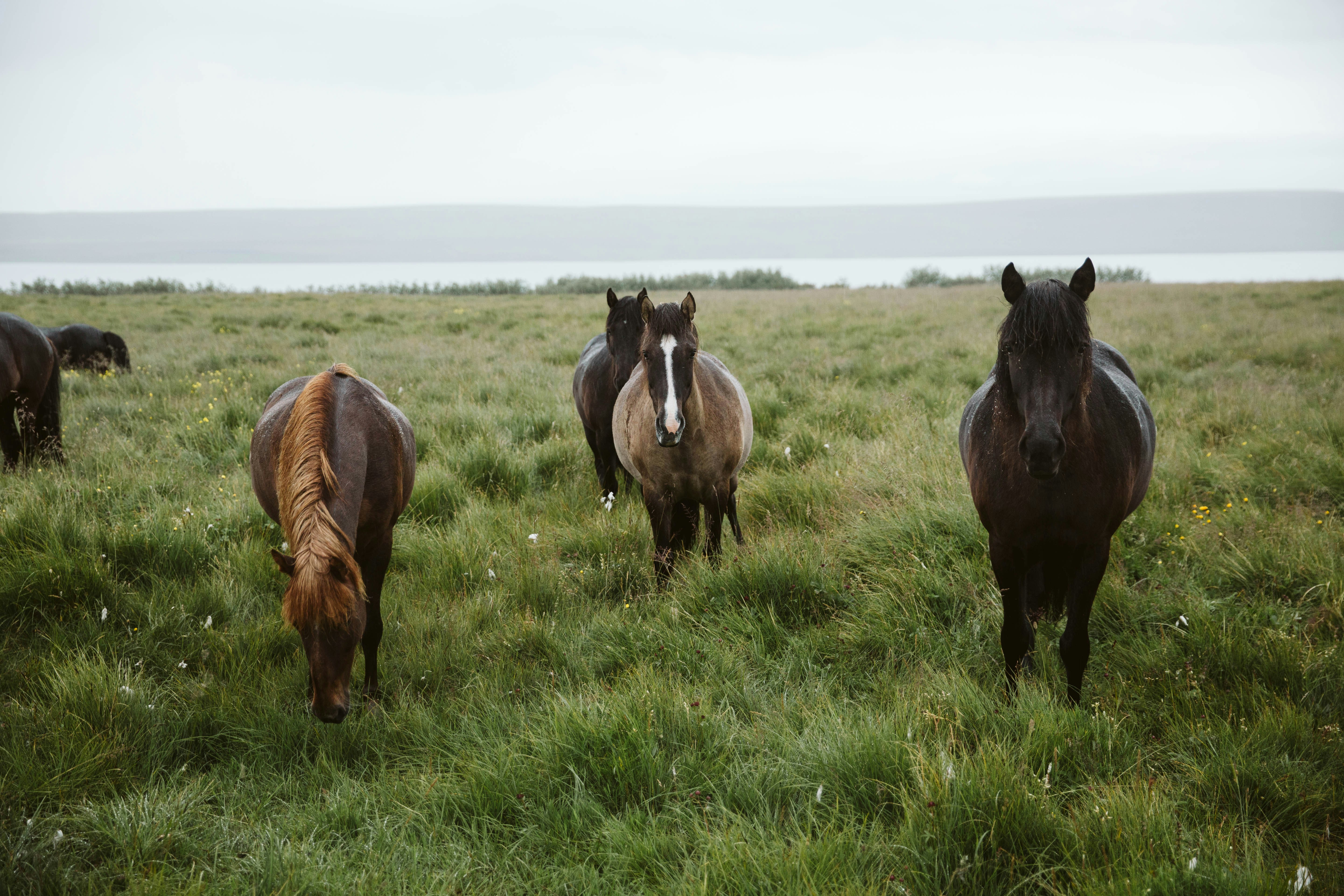 three horses on green grass field during daytime, Horses stand in a grass field