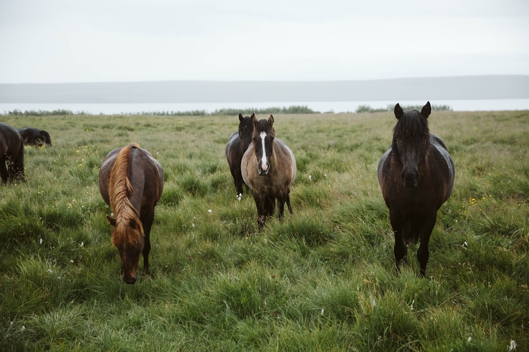 The Land of Fire and Ice: Uncovering the Chilly Paradise of Cold Ha… — The Land of Fire and Ice