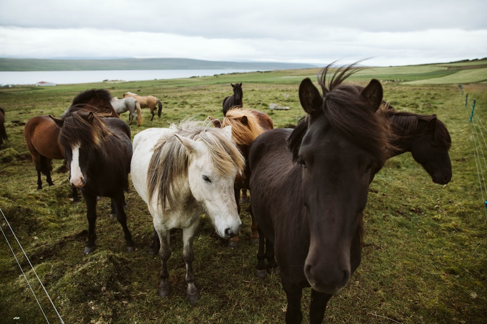 horses on green grass field during daytime