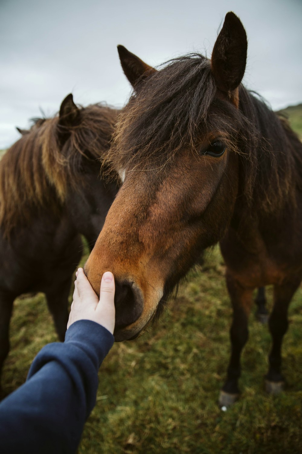 person in blue jacket holding brown horse