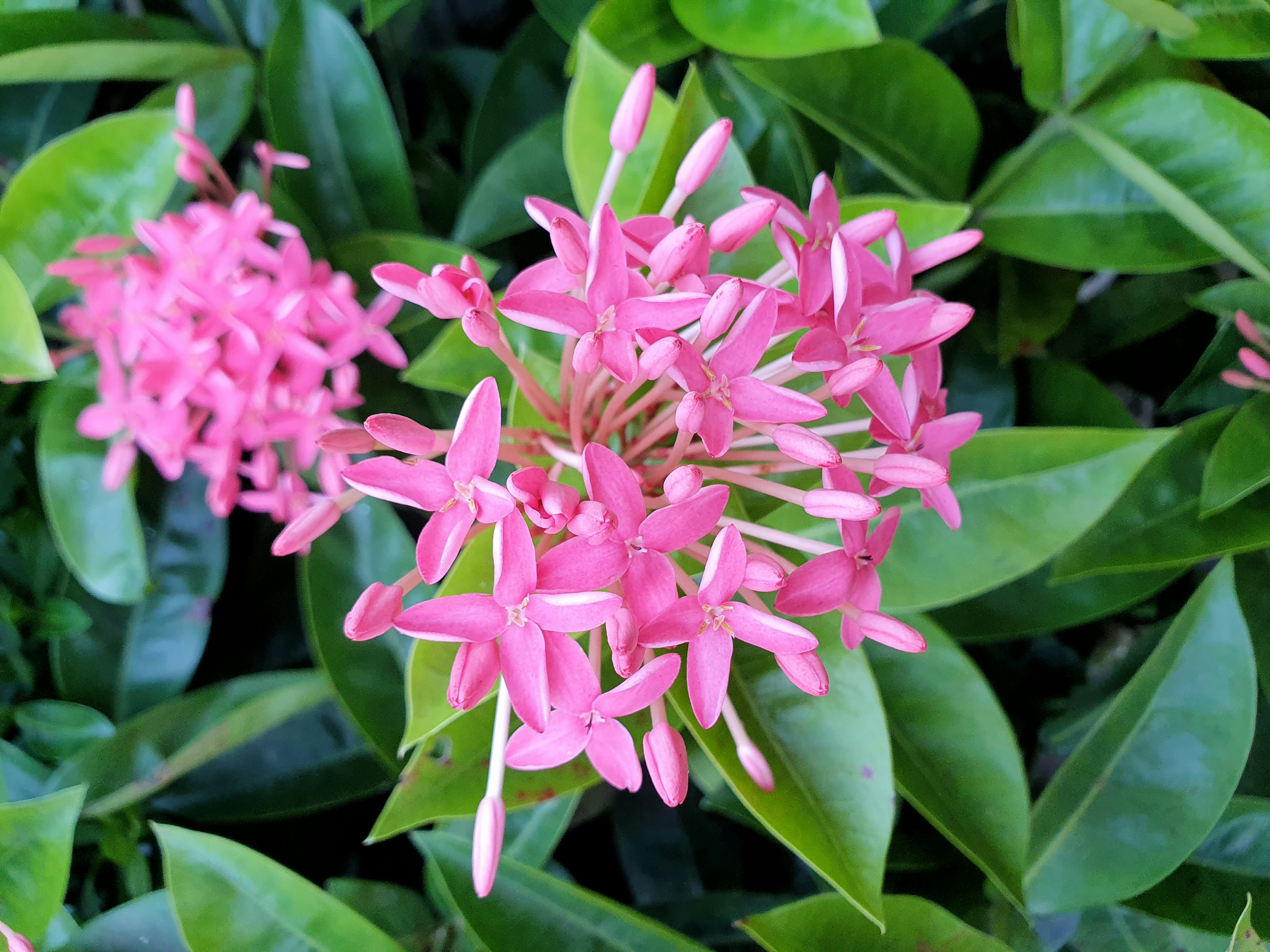 Beautiful blooming small tropical cereus with vibrant pink flowers