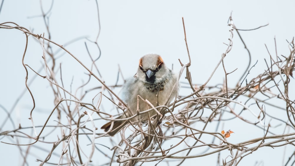 brown and white bird on brown tree branch during daytime