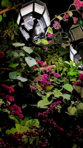 Two lantern-style streetlights illuminate a lush arrangement of green leaves and vibrant pink flowers, creating a serene and enchanting atmosphere. The lighting casts gentle shadows among the foliage, highlighting the intricate texture and details of the plants.