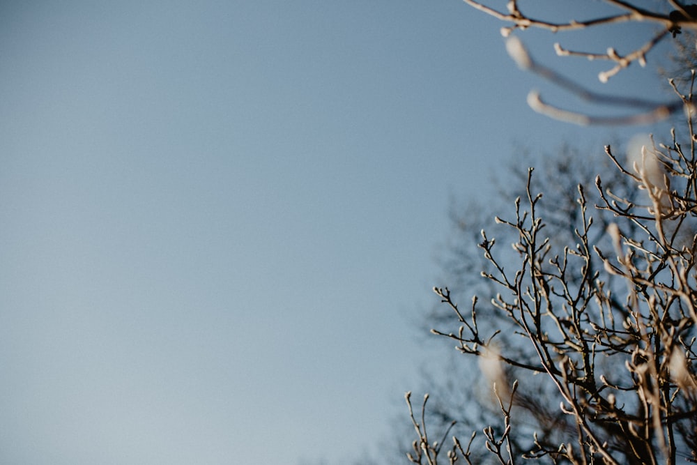 brown tree branch under blue sky during daytime