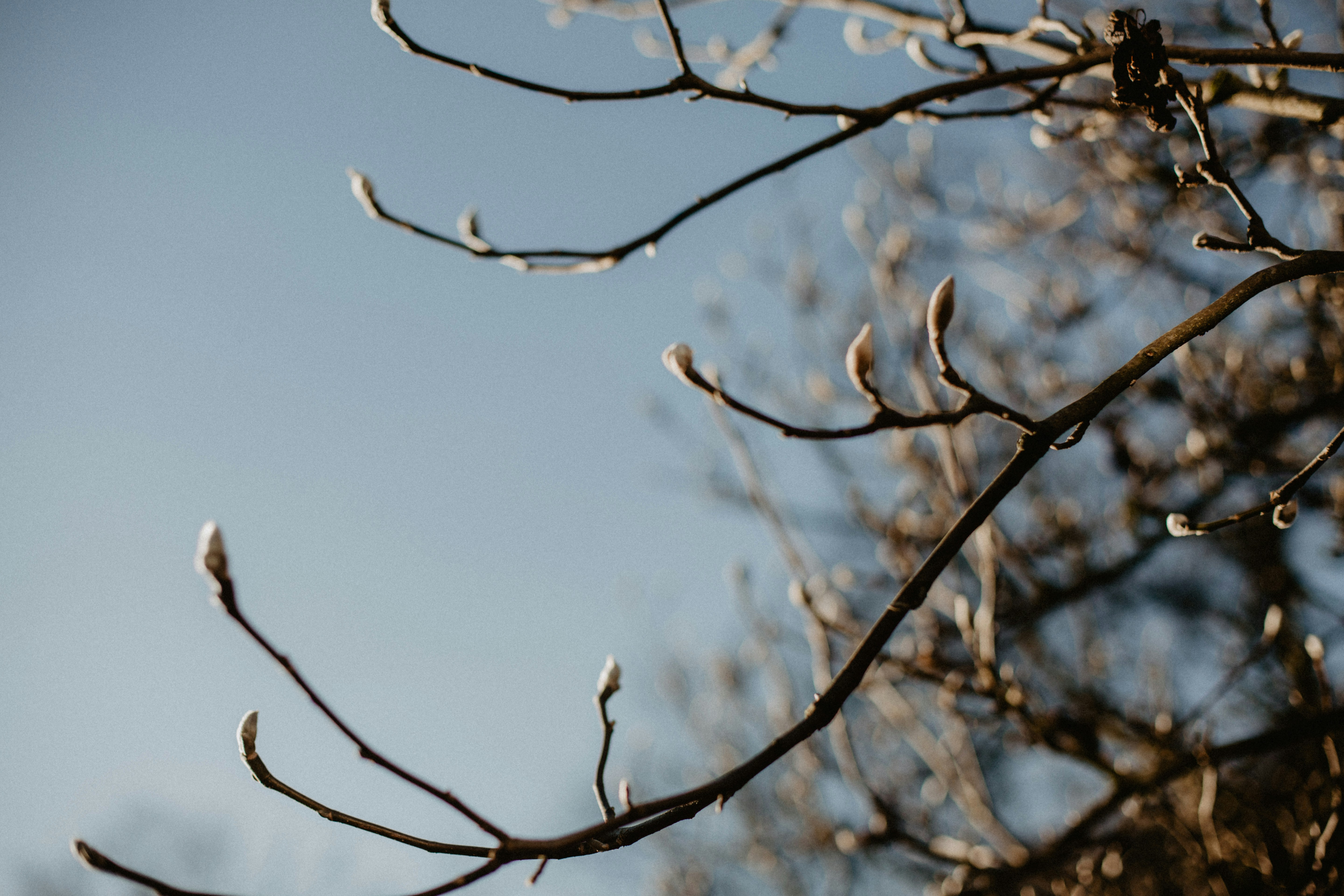 A blossom tree sleeping through winter